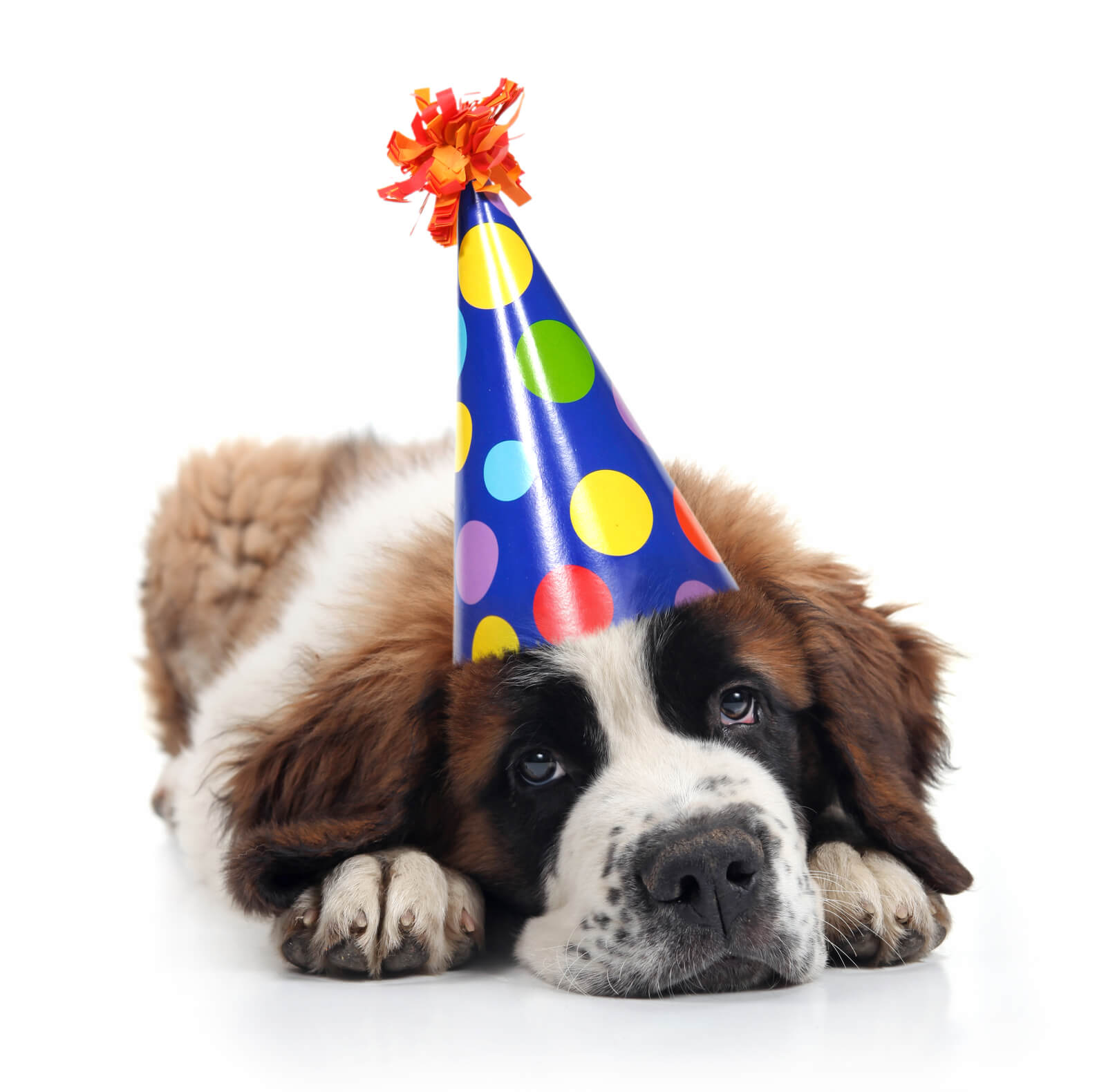 Will You Be A Party Pooper?